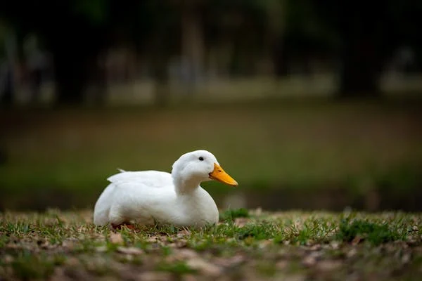 Breaking Down "Bit of Bird Chatter" as a Crossword Clue